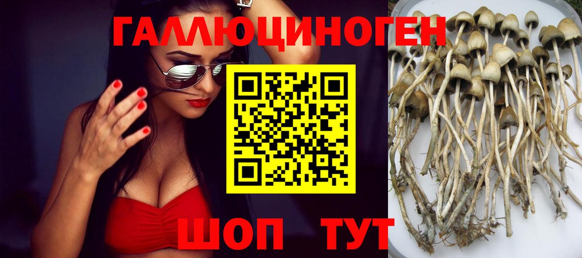 Вятские Поляны  Галлюциногенные грибы Psilocybe  Вход с VPN 